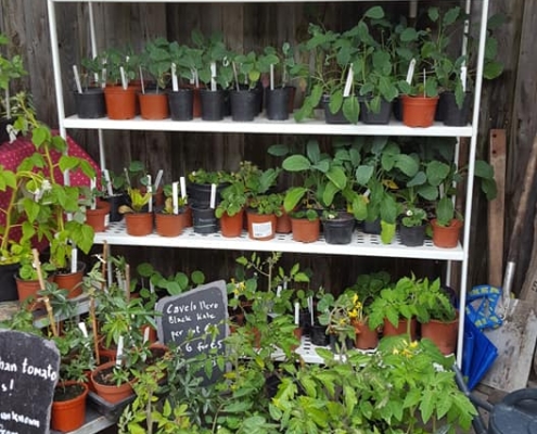 Garden04