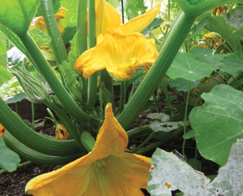 Garden05