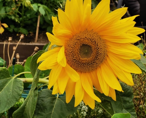Garden06