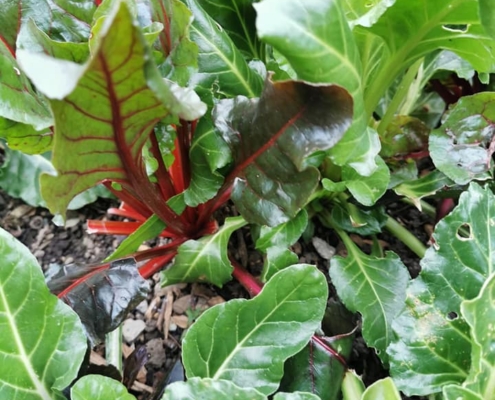 Garden19