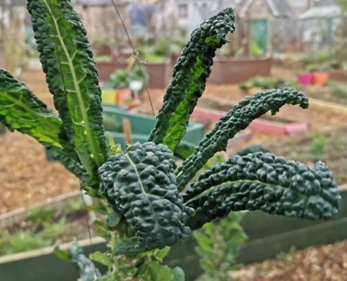 Garden20