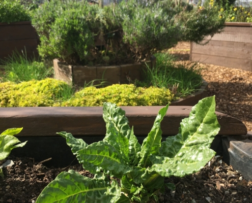 Garden27