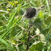 Happy caterpillars feeding on nettle at the garden perimeter.