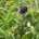 Happy caterpillars feeding on nettle at the garden perimeter.