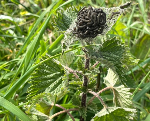 Happy caterpillars feeding on nettle at the garden perimeter.