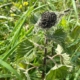 Happy caterpillars feeding on nettle at the garden perimeter.