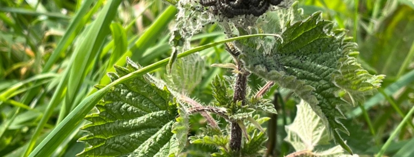 Happy caterpillars feeding on nettle at the garden perimeter.